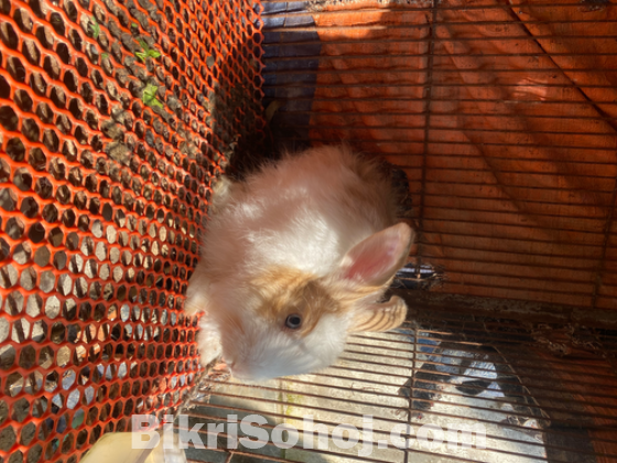 Satin Angora breeding pair